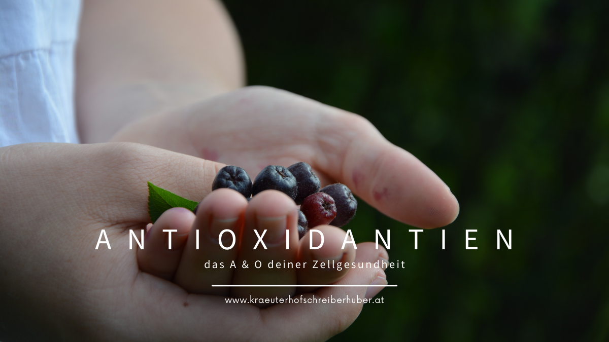 Du betrachtest gerade ANTIOXIDANTIEN