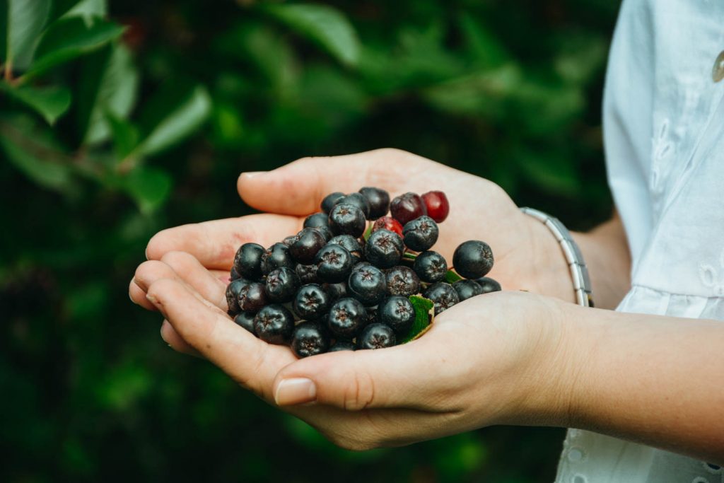 Infos über Aronia