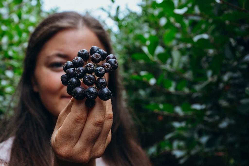 Aroniabeeren